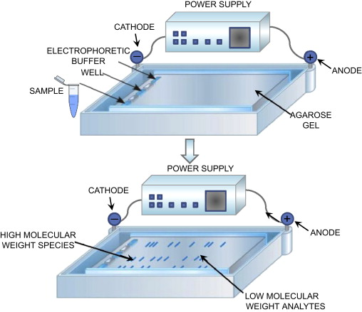 Agarose Gel Electrophoresis
